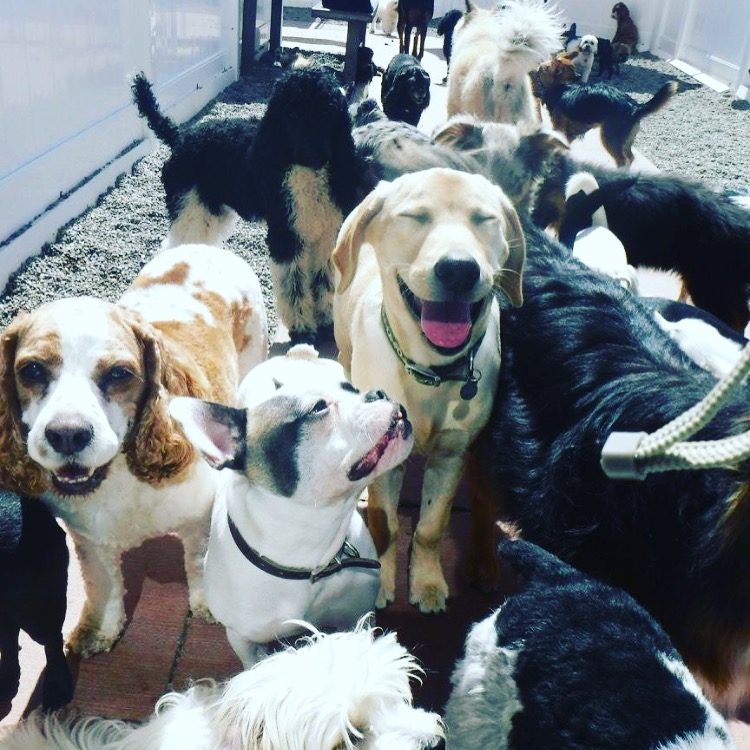 diggy doggy daycare